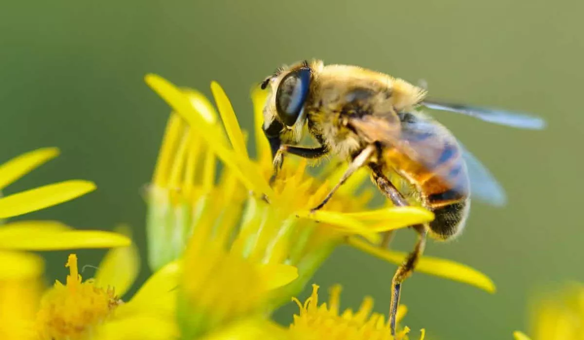 pest control bee wasp pest exterminator