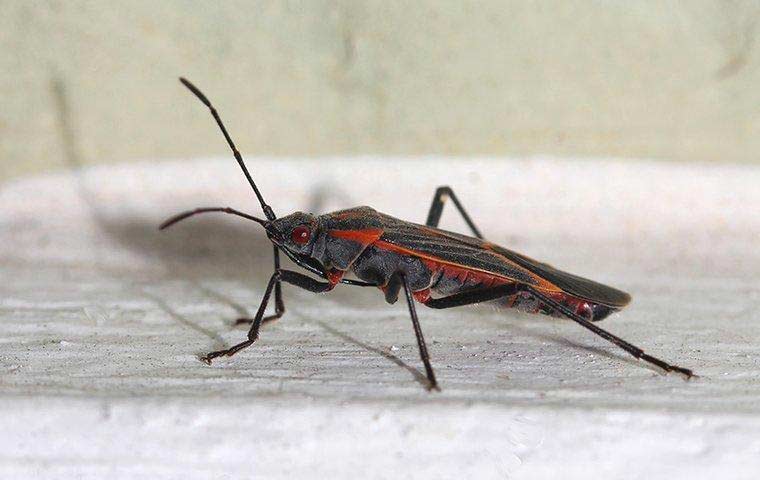 box elder bug pest exterminator