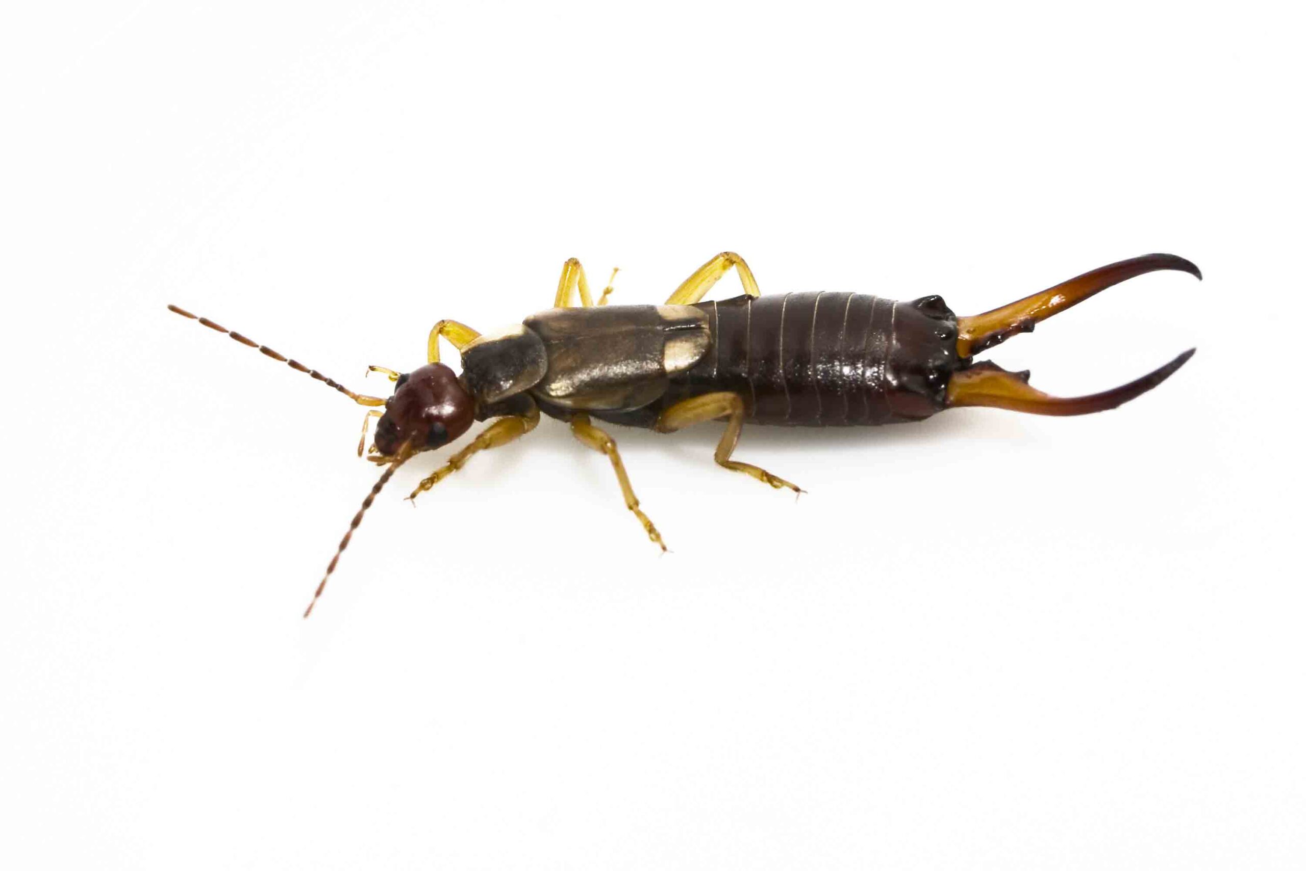 earwig pest exterminator