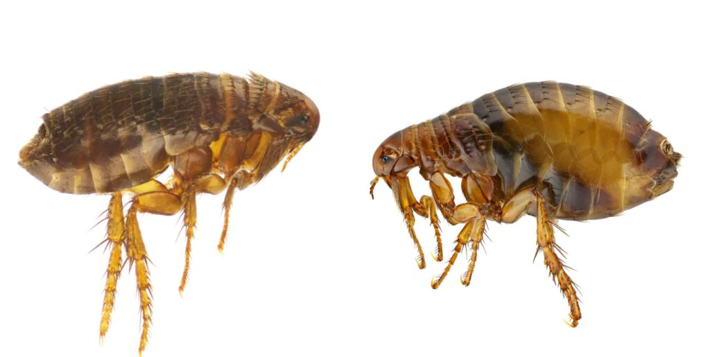 Flea X Rayed Do Not Let Fleas Take Over!