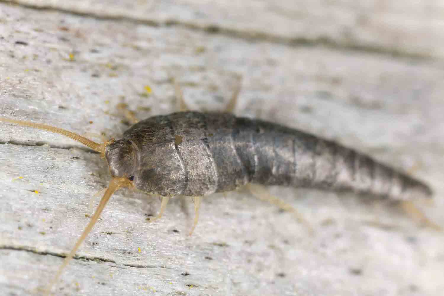 silverfish pest exterminator