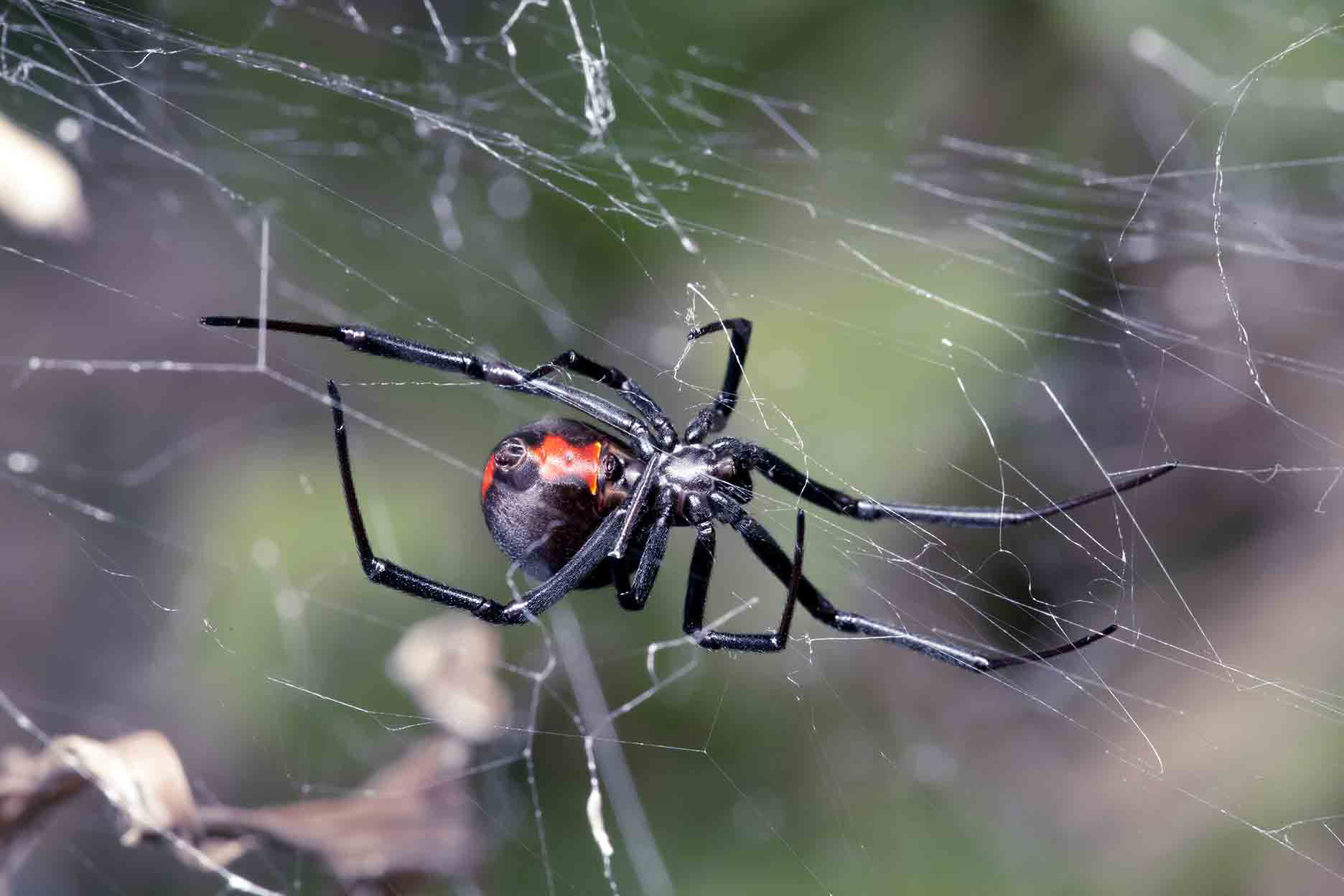 pest spider exterminator