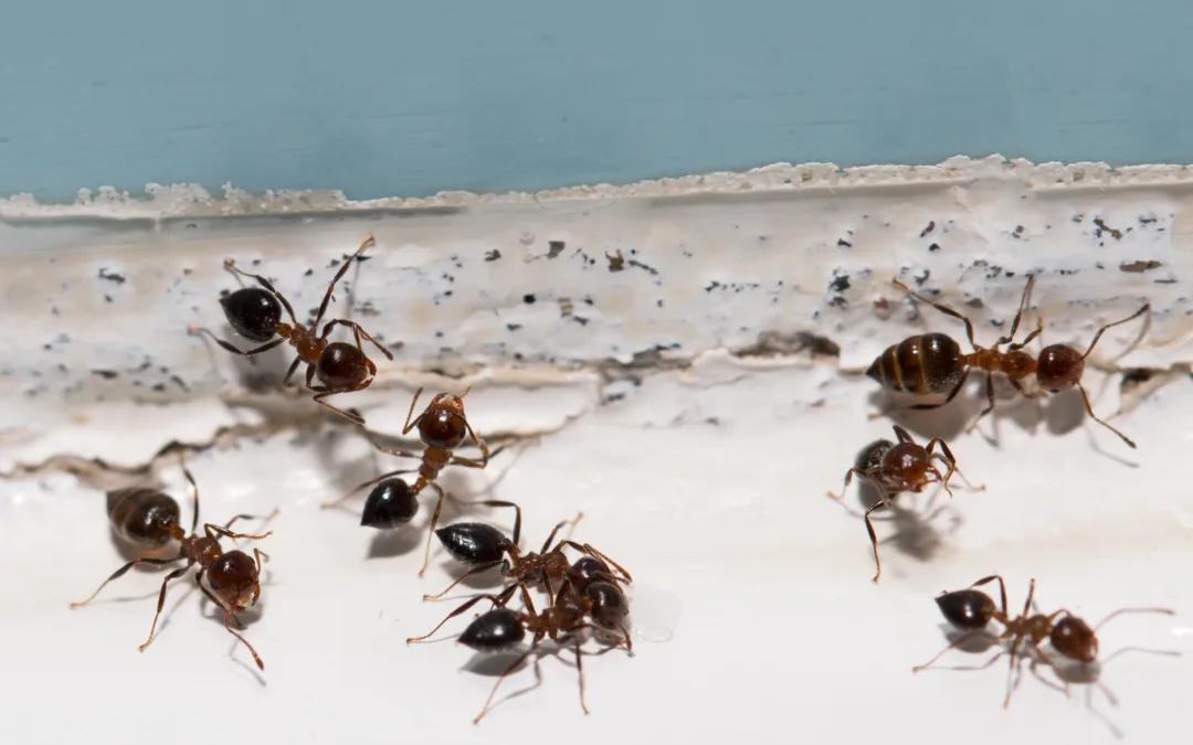 Ant Control for Summer in Chicago