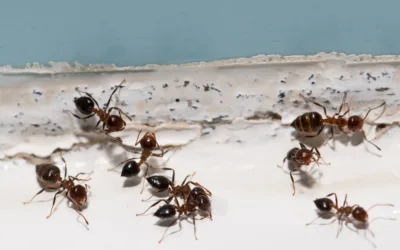 Ant Control for Summer in Chicago