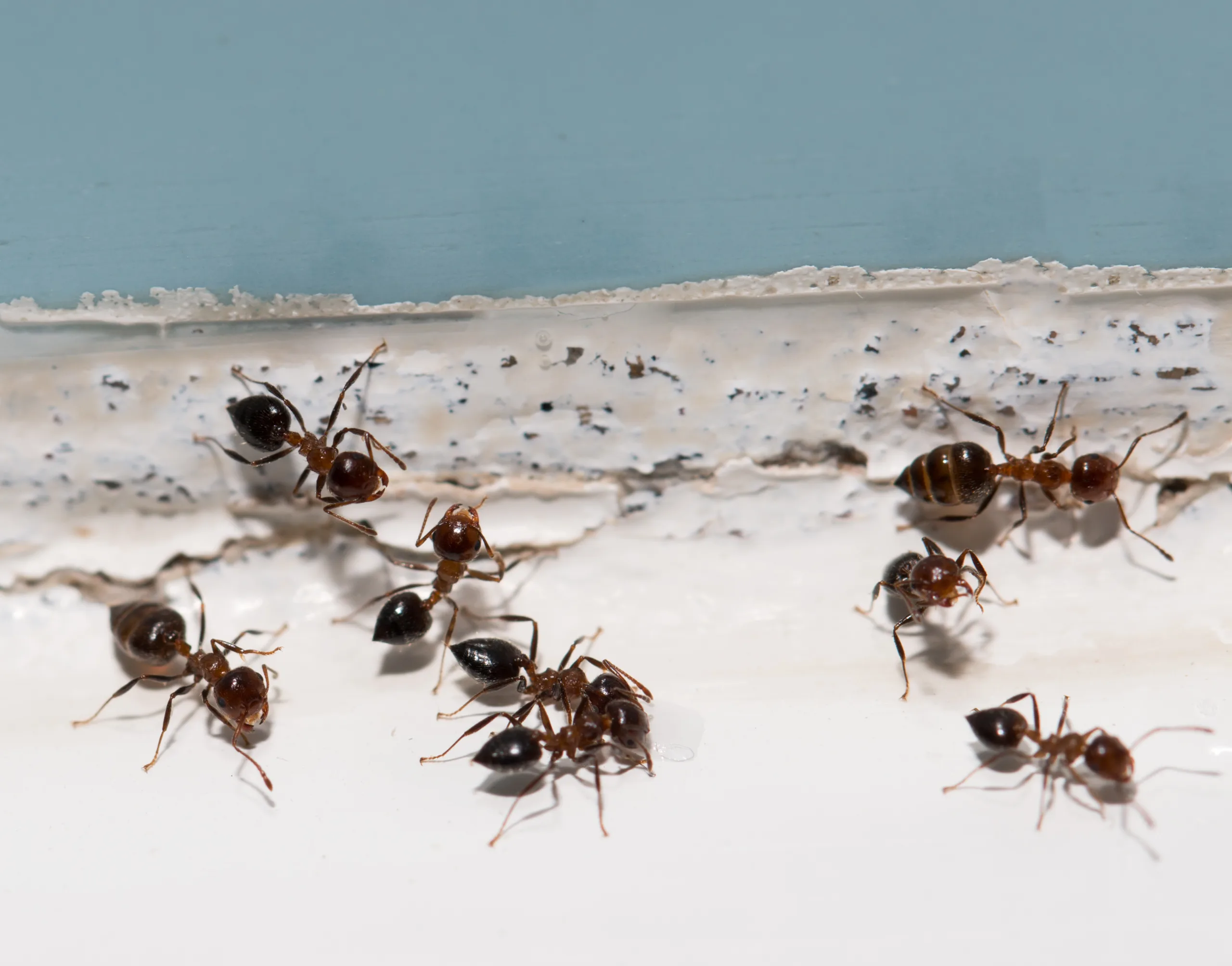 Ants,On,The,Wall residential ants extermination pest control