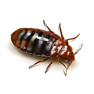 a close-up of a bed bug