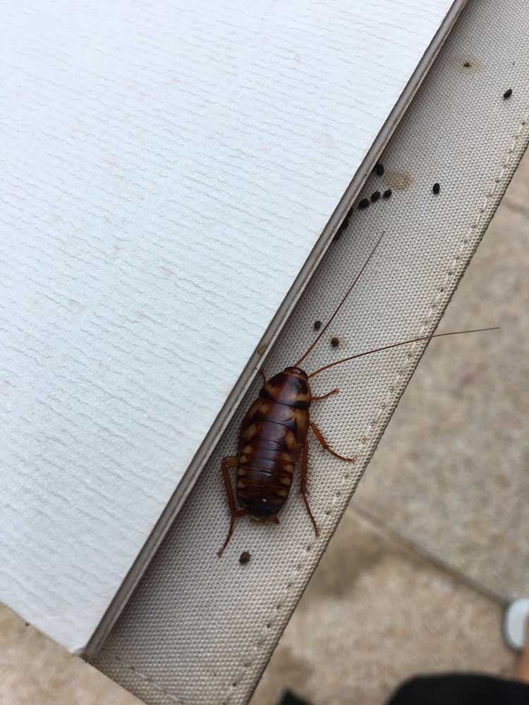 cockroach exterminator chicagoland