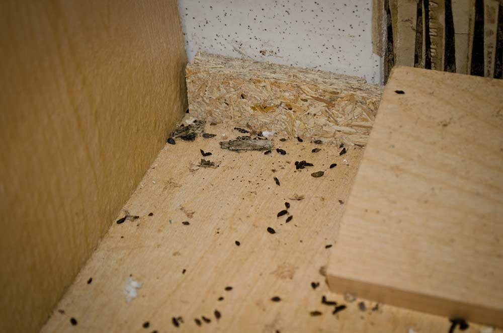 mouse droppings signs of mice infestation