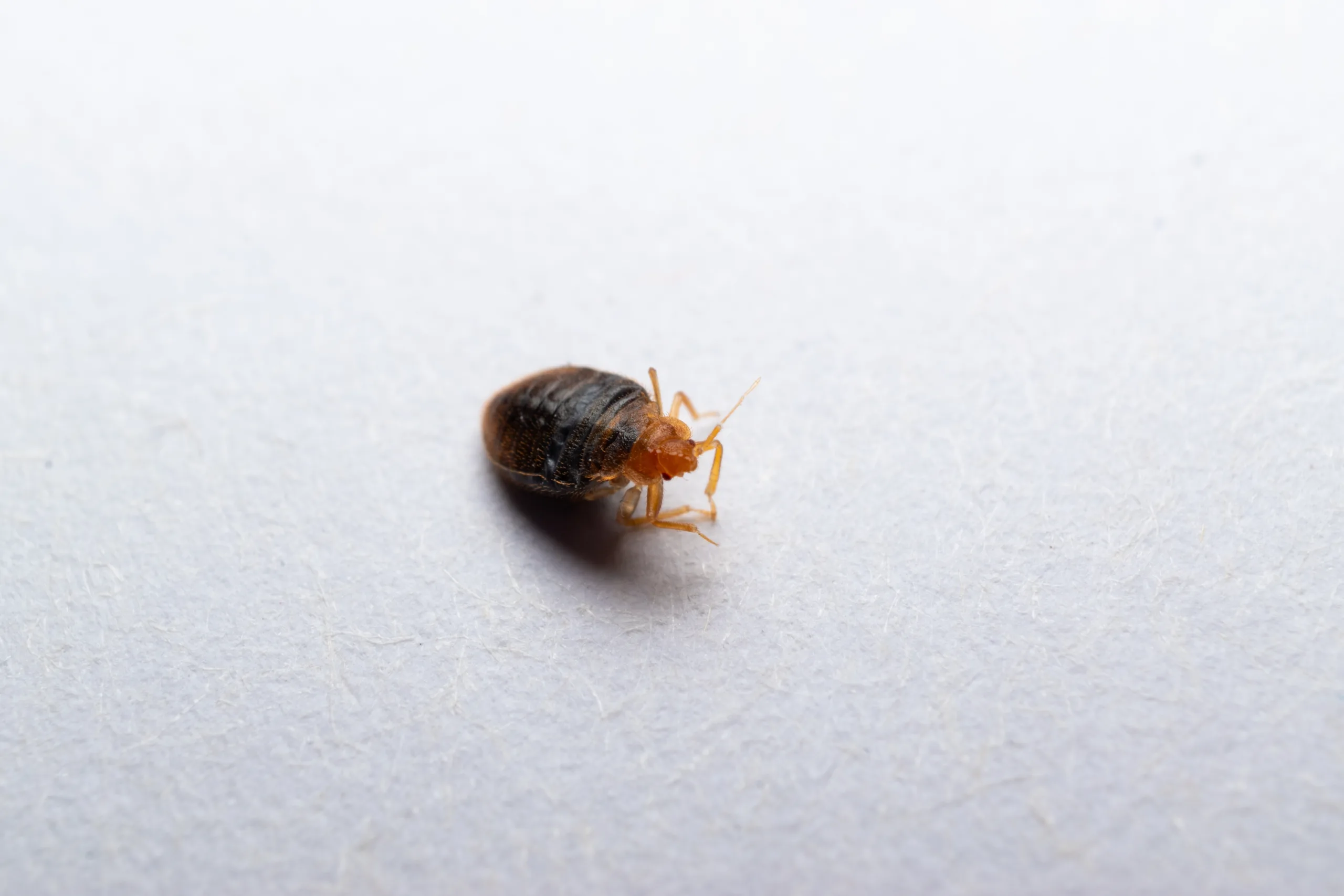 bed bug exterminator chicagoland