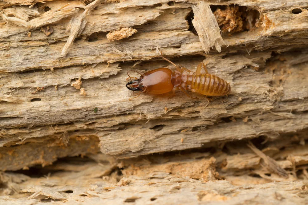 Termite Inspections chicagoland