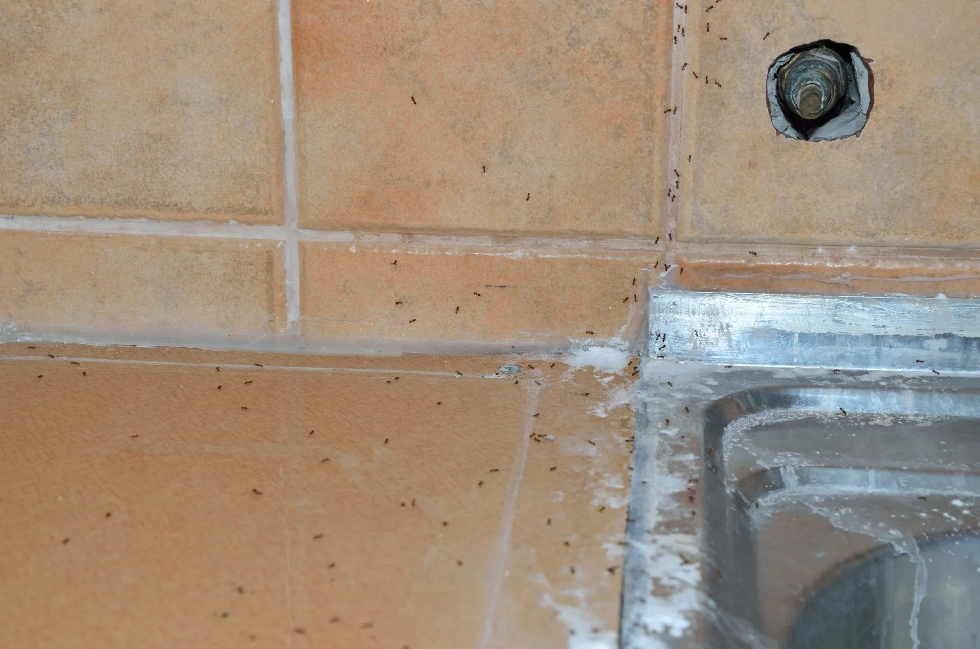 ant control in home chicago