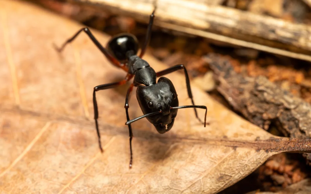 The Real Cost of Leaving Carpenter Ants Untreated