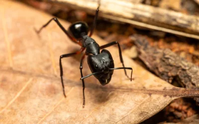 The Real Cost of Leaving Carpenter Ants Untreated