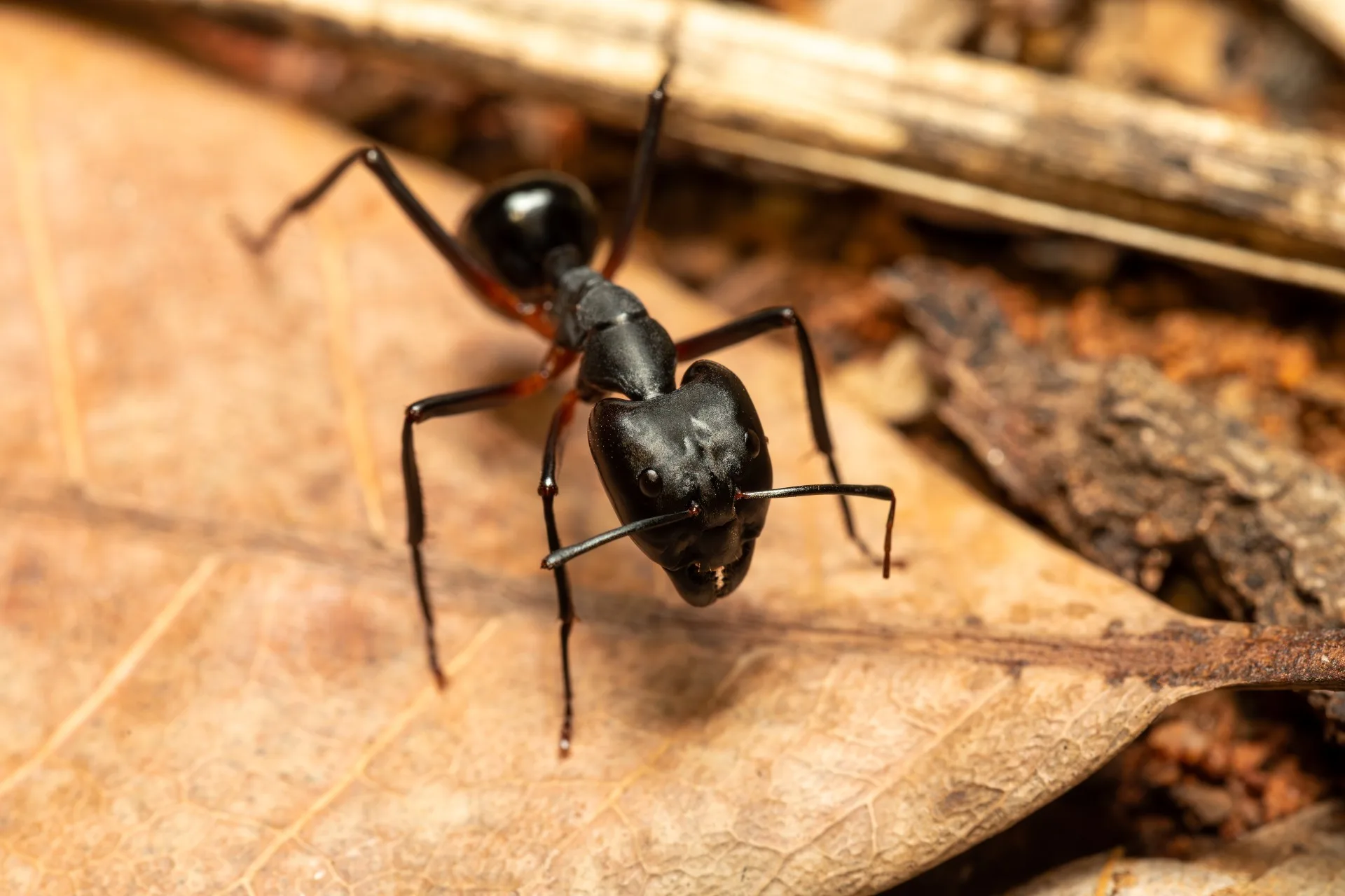 carpenter ant extermination chicago