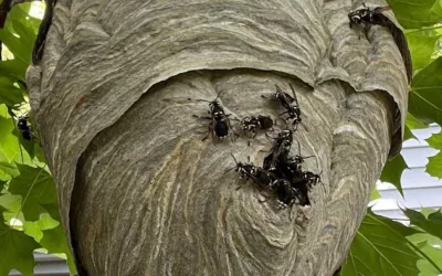 Getting Rid of Wasps and Hornets