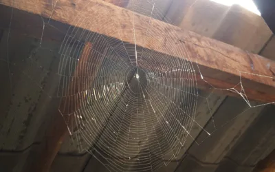 Do All Spiders Bite?