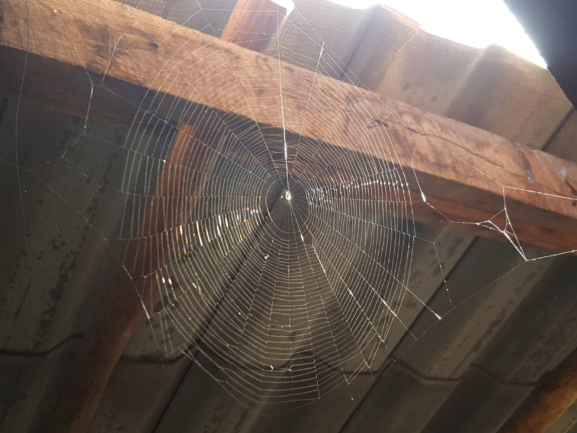 spider pest treatment near me spider pest treatment near me