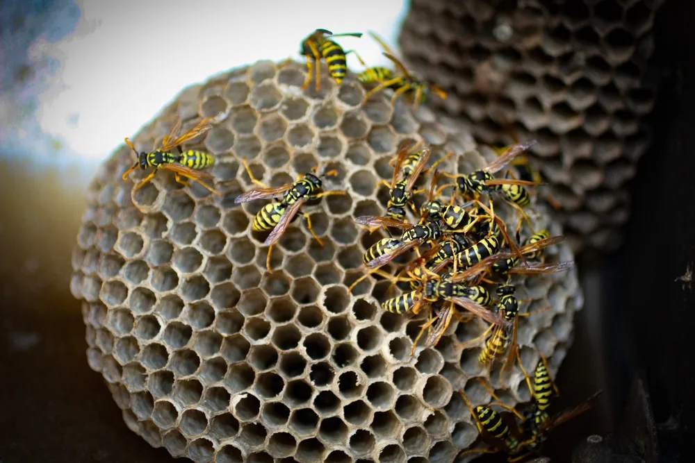 wasp exterminator chicago area wasp exterminator chicago area