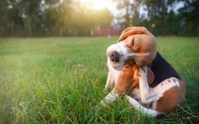 Do Not Let Fleas Take Over!