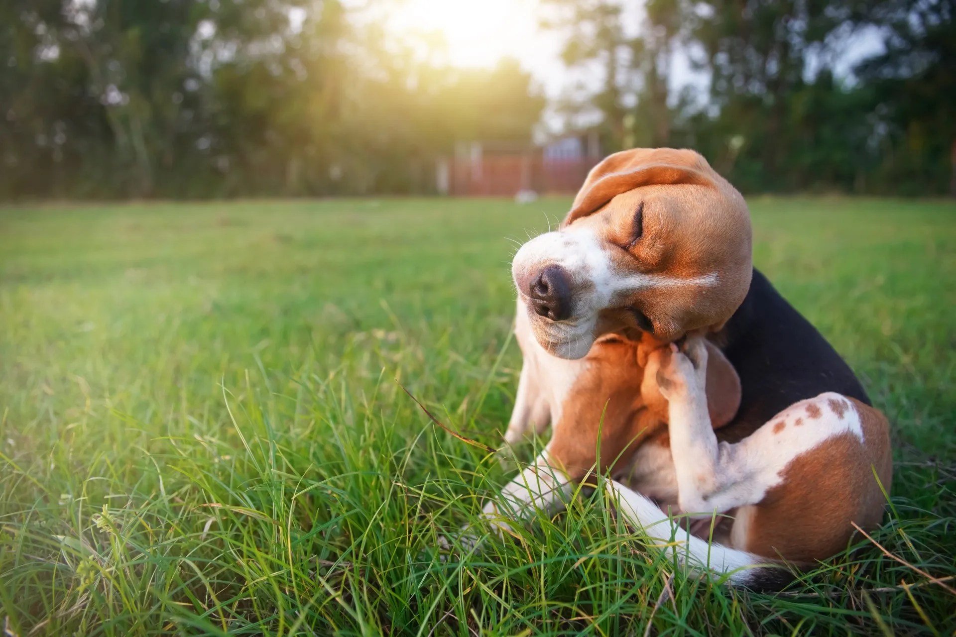 fleas on pets in chicago fleas on pets in chicago pest control