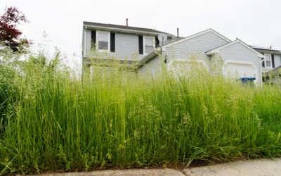 Connecting Pest Activity to Overgrown Landscapes