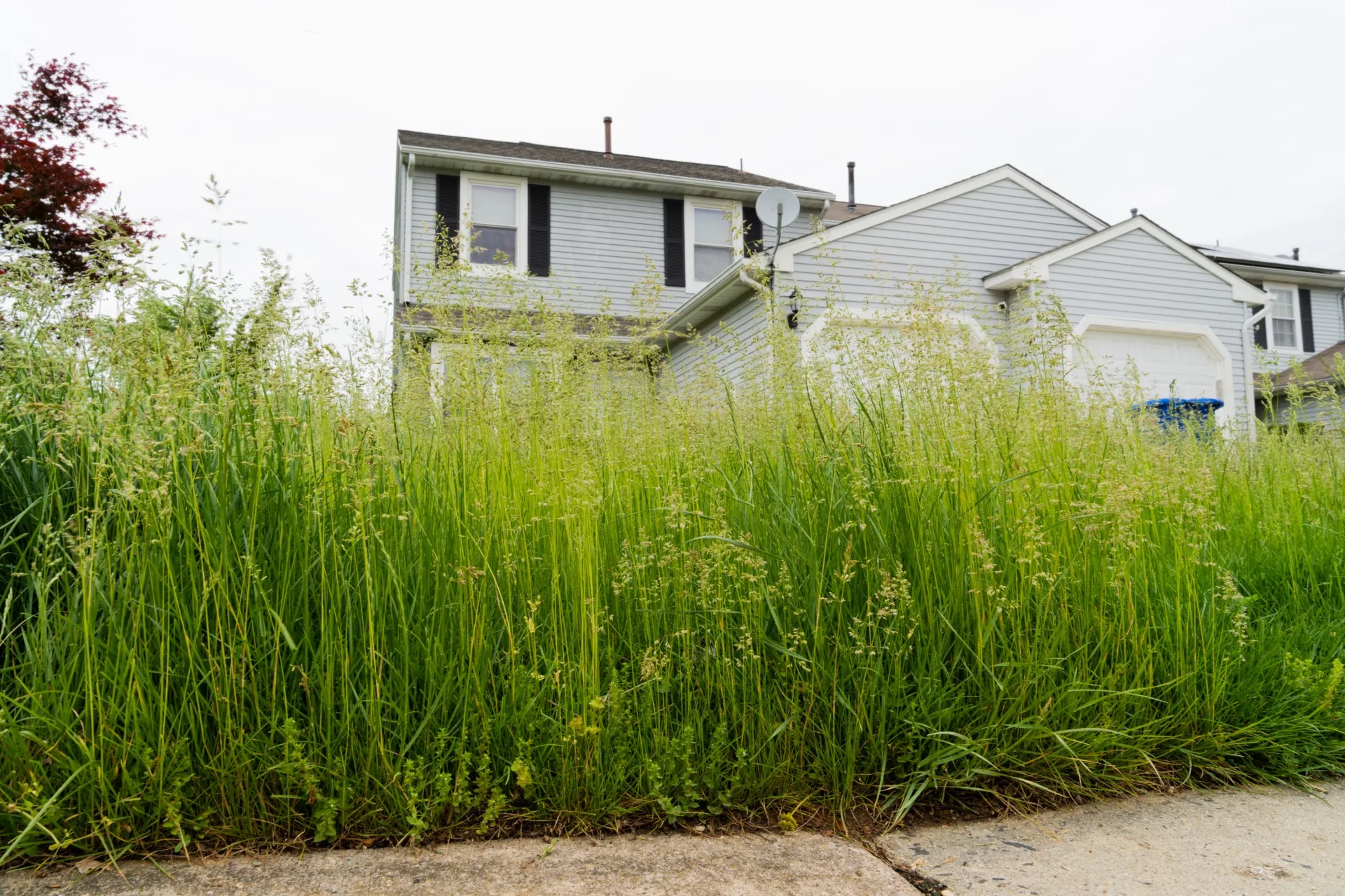 overgrown landscape residential pest control 