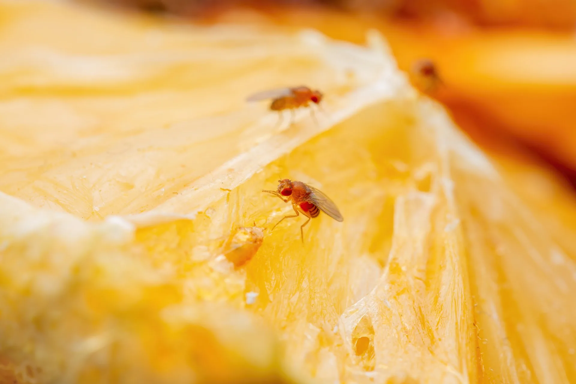 flies fly pest control Chicago area