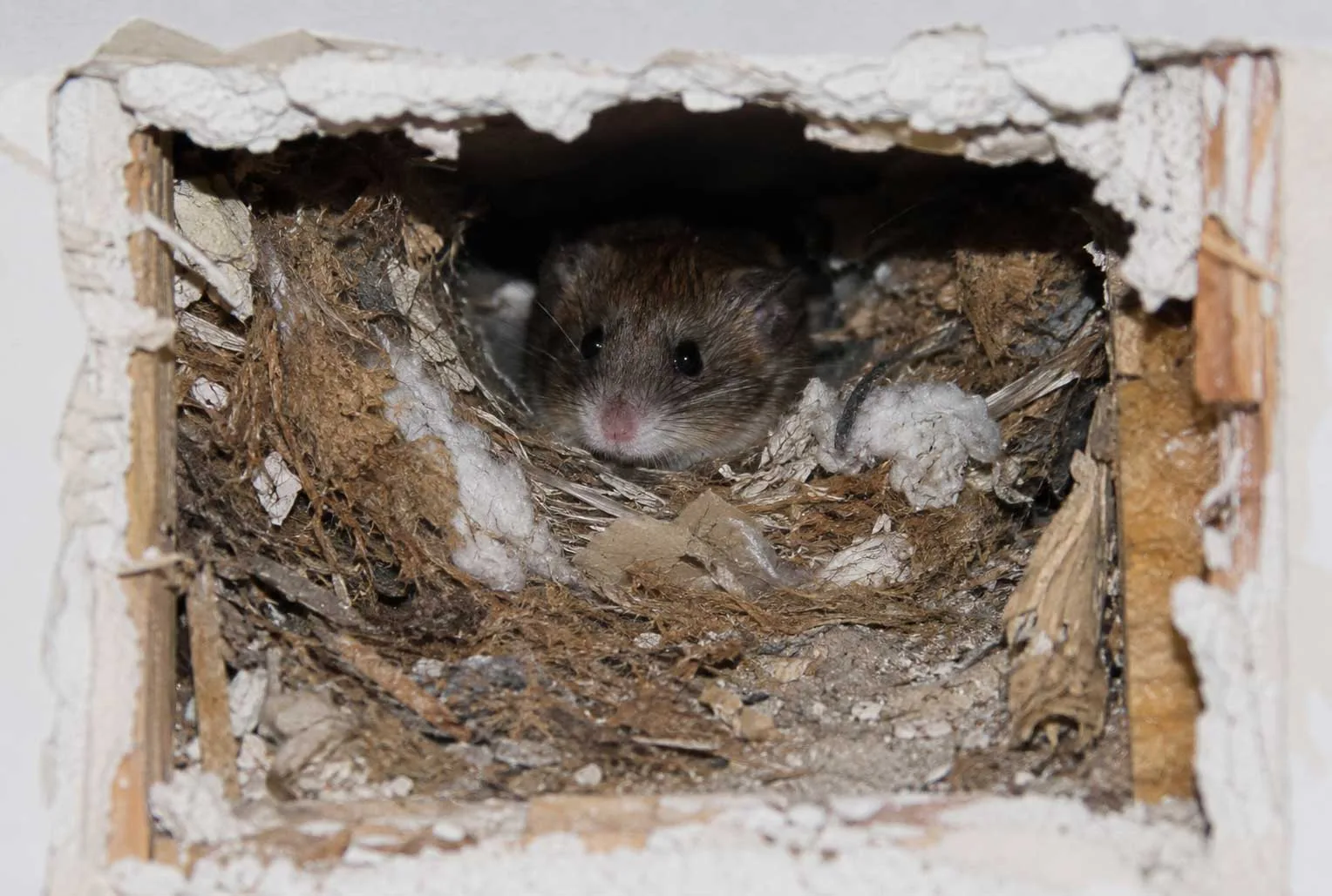 chicago area mice exterminator